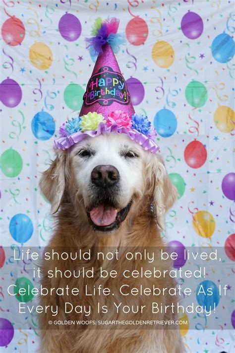 See more ideas about darling quotes, animal quotes, dog quotes. . Dog birthday quotes pinterest